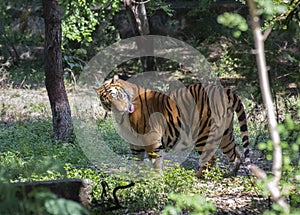 Tiger or Royal Bengal Tiger or Indian Tiger  Panthera tigris tigris  cleaning