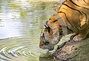 Tiger or Royal Bengal Tiger or Indian Tiger  Panthera tigris tigris  drinking Water