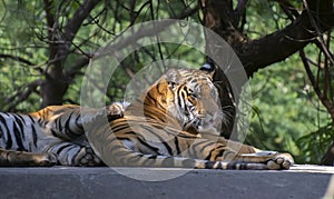Tiger or Royal Bengal Tiger or Indian Tiger  Panthera tigris tigris  resting