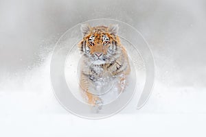 Tiger running in the snow, wild winter nature. Siberian Amur tiger, Panthera tigris altaica, wildlife scene with dangerous animal