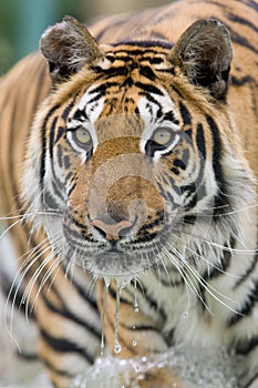 Tiger Running in water