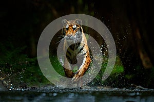 Tiger running in the water. Danger animal, tajga in Russia. Animal in the forest stream. Grey Stone, river droplet. Amur tiger wit