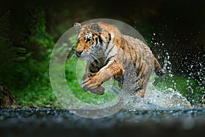 Tiger running in the water. Danger animal, tajga in Russia. Animal in the forest stream. Grey Stone, river droplet. Tiger with sp