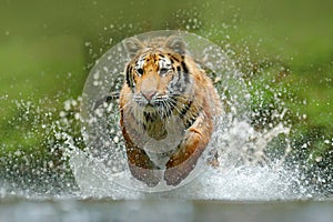 Tiger running in the water. Danger animal, tajga in Russia. Animal in the forest stream. Grey Stone, river droplet. Tiger with spl photo