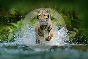 Tiger running in water. Danger animal, tajga in Russia. Animal in the forest stream. Grey Stone, river droplet. Tiger with splash