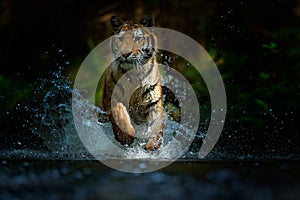 Tiger running in water. Danger animal, tajga in Russia. Animal in the forest stream. Grey Stone, river droplet. Tiger with splash