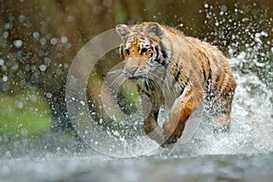 Tiger running in water. Danger animal, tajga in Russia. Animal in the forest stream. Grey Stone, river droplet. Tiger with splash