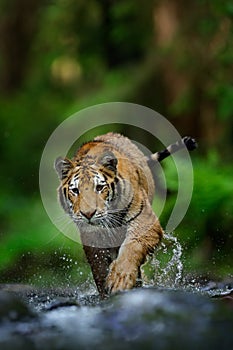 Tiger running in the water, Siberia. Dangerous animal, tajga, Russia. Animal in green forest stream. Siberian tiger splashing photo