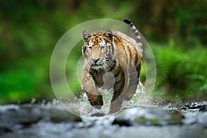 Tiger running in the water, Siberia. Dangerous animal, tajga, Russia. Animal in green forest stream. Siberian tiger splashing photo