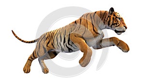 Tiger running, wild animal on white background