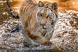 Tiger runs behind the prey. Hunt the prey in tajga in summer tim photo