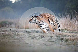 Tiger runs behind the prey. Hunt the prey in tajga in summer time. Tiger in wild summer nature. Action wildlife scene, danger anim