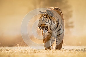 Tiger runs behind the prey. Hunt the prey in tajga in summer time. Tiger in wild summer nature. Action wildlife scene, danger anim