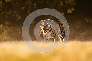Tiger runs behind the prey. Hunt the prey in tajga in summer time. Tiger in wild summer nature. Action wildlife scene, danger anim photo