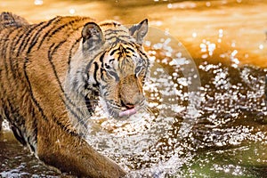 Tiger runs behind the prey. Hunt the prey in tajga in summer time. Tiger in wild summer nature. Action wildlife scene, danger anim photo