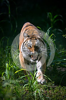 Tiger`s attack