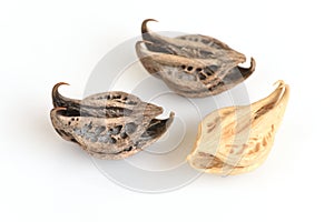 Tiger's Claw, Devil's Claw (Martynia annua L.), seeds.