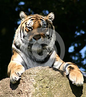 The tiger`s cold eyed stare