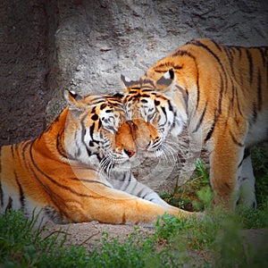 The Tiger's love.