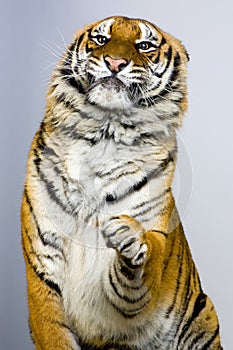 Tiger's posing