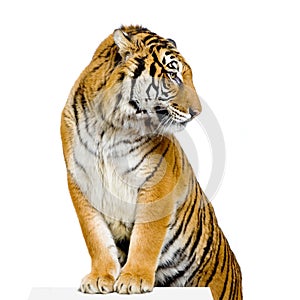 Tiger's posing