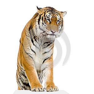 Tiger's posing