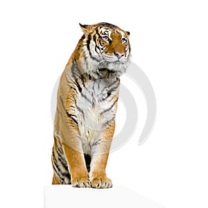 Tiger's posing