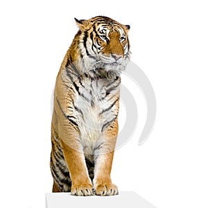 Tiger's posing