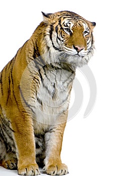 Tiger's posing