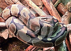 Tiger\'s python or morelia spilota snake with beautiful skin snake texture close up.