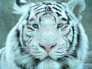 Tiger's sight