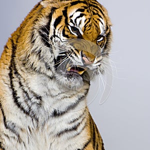 Tiger's Snarling photo