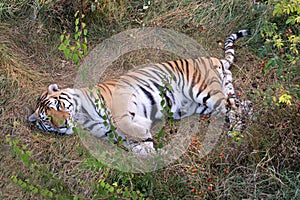 Tiger in Safari-Park Taigan near Belogorsk town, Crimea