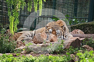 Tiger in a safari zoo