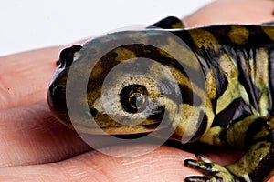 Tiger Salamander