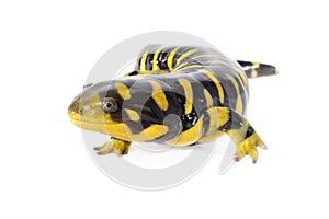 Tiger Salamander