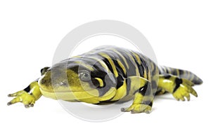 Tiger Salamander