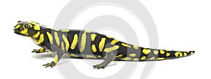 Tiger salamander