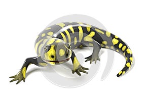 Tiger salamander