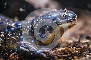Tiger salamander - Ambystoma tigrinum