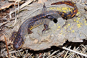 Tiger Salamander Ambystoma tigrinum