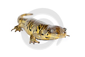 Tiger Salamander Lizard Over White