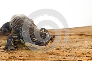 Tiger Salamander Portrait