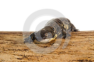 Tiger Salamander Portrait