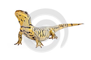 Tiger Salamander on White Lifting Head