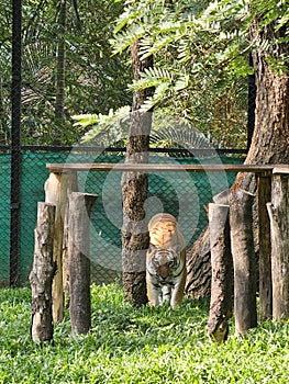 Tiger searching for preys to satisfy hunger.