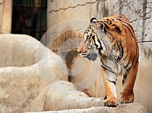 Tiger in Seoul Children grand zoo