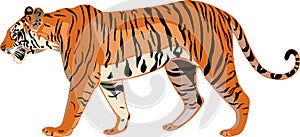 Tiger Series _ Bengal tiger