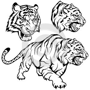 Tiger set suitable as logo or team mascot, tiger drawing sketch in full growth, crouching tiger in black and white