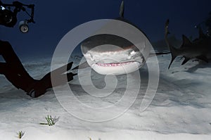 Tiger Shark